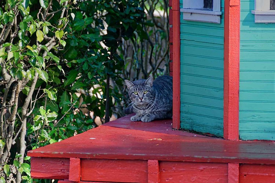 Cat at Putt Putt 1500