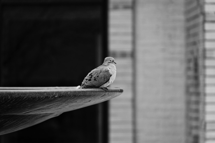 DSC_9086_365