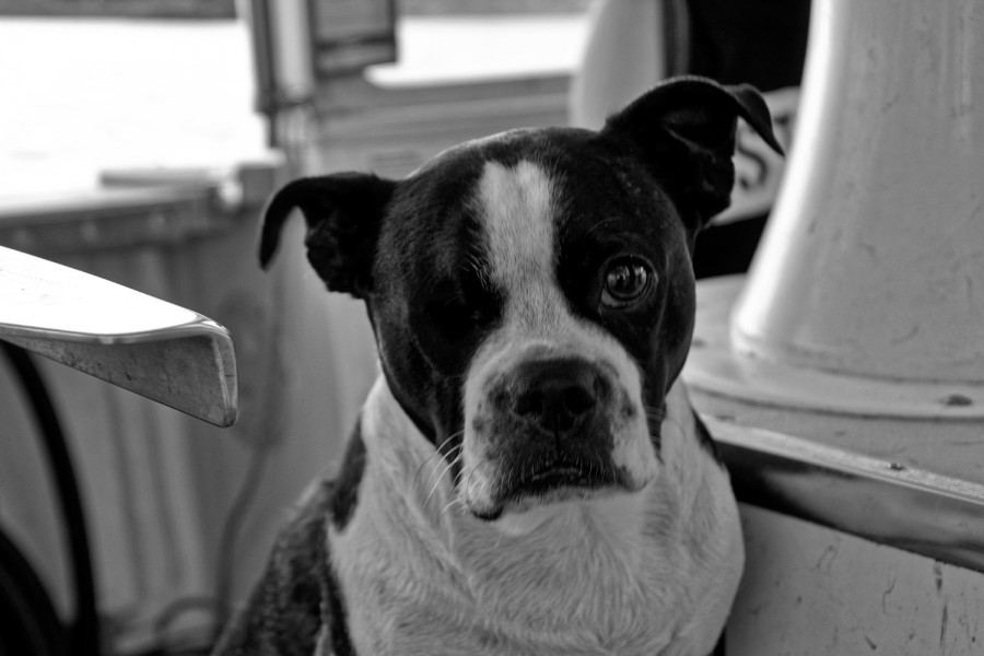 DSC_6253_365_062215BW