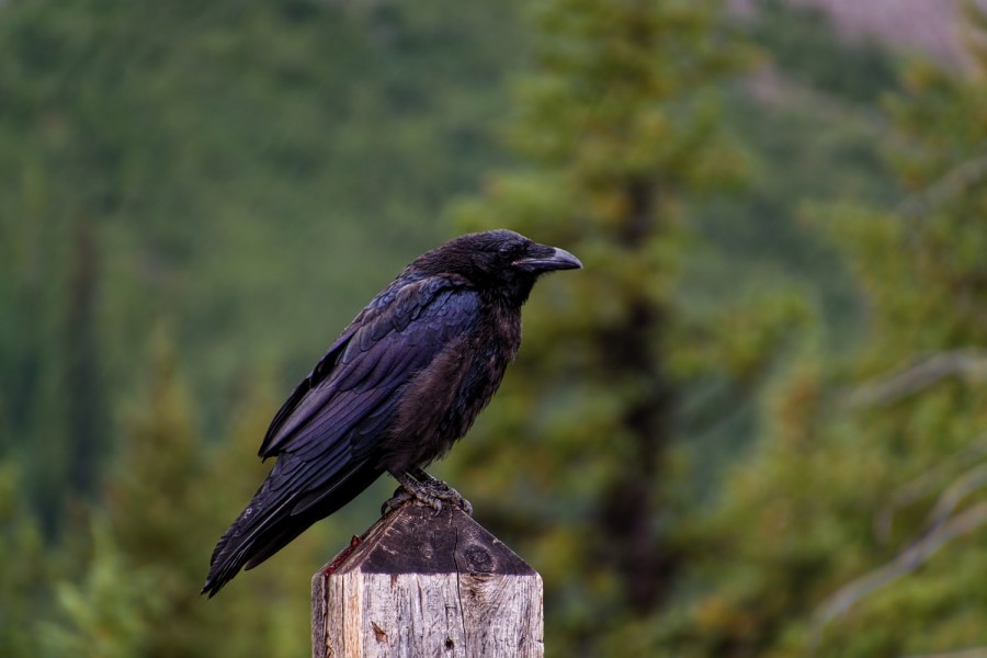 DSC_0342_365_080915_2